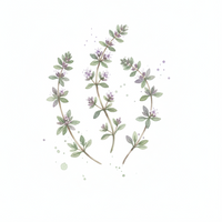Thyme Oil